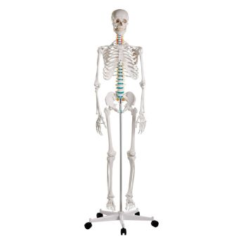 Schulskelett ''Oscar'' 0