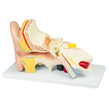 Ohrmodell, 3-fache Größe, 4-teilig 0