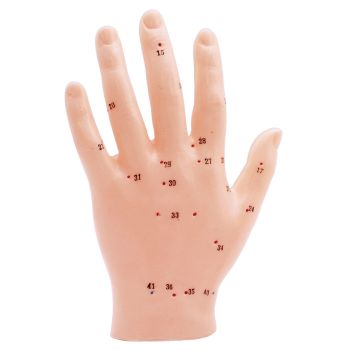 Akupunkturmodell Hand 0