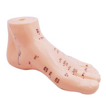 Akupunkturmodell Fuß 0