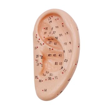 Akupunkturmodell Ohr 0