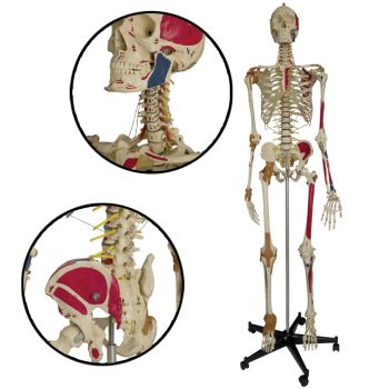 Super-Duper-Skelett auf 5-Fuß-Stativ mit Staubschutzhülle