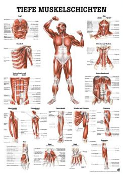anat. Lehrtafel: Tiefe Muskeln Frontansicht 70 x 100 cm