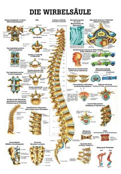 anat. Lehrtafel: Die Wirbelsäule 70 x 100 cm