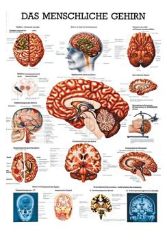 anat. Lehrtafel: Das menschliche Gehirn 70 x 100 cm