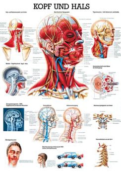 anat. Lehrtafel: Kopf und Hals 70 x 100 cm