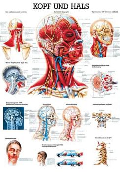 anat. Lehrtafel: Kopf und Hals 70 x 100 cm