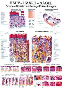 anat. Lehrtafel: Haut - Haare - Nägel 70 x 100 cm