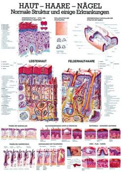 anat. Lehrtafel: Haut - Haare - Nägel 70 x 100 cm