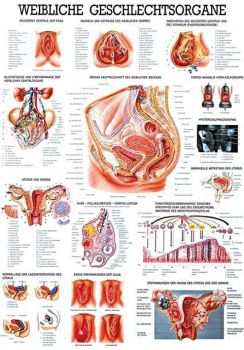 anat. Lehrtafel: Weibl.Geschlechtsorgane 70 x 100 cm