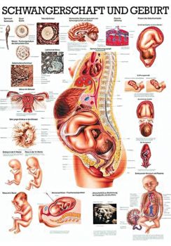 anat. Lehrtafel: Schwangerschaft, Geburt 70 x 100 cm