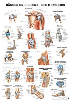 anat. Lehrtafel: Bänder und Gelenke 70 x 100 cm