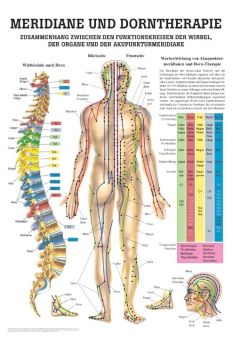 anat. Lehrtafel: Dorntherapie und Meridiane