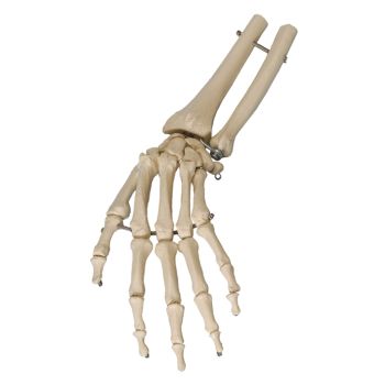 Handskelett mit Unterarmansatz 0