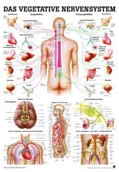 anat. Lehrtafel: Das vegetative Nervensystem 70 x 100 cm