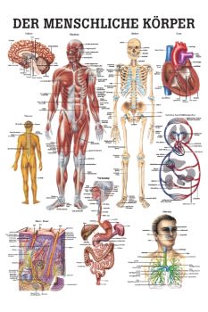 anat. Lehrtafel: Der menschliche Körper 70 x 100 cm
