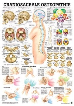 anat. Lehrtafel: Craniosacrale Osteopathie 70 x 100 cm