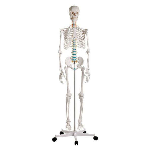 Schulskelett ''Oscar'' 0