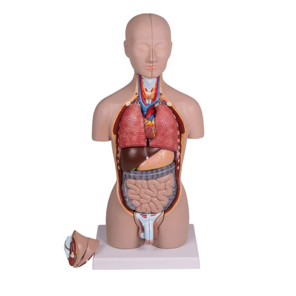 Miniatur Torso 16-teilig, zweigeschlechtig