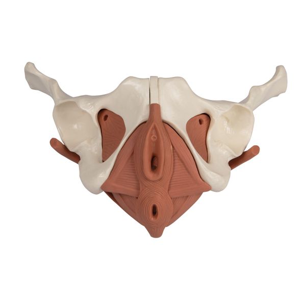 Beckenmodell weiblich, 12-teilig 0