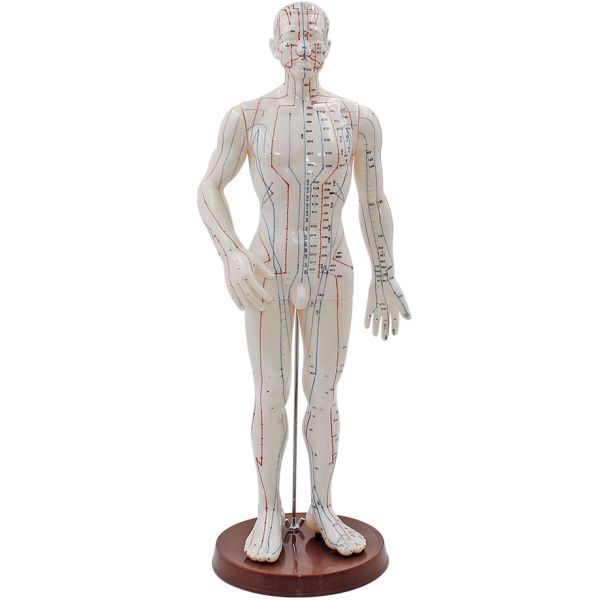 Akupunkturmodell Mann 0