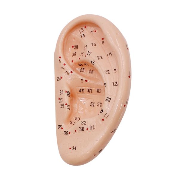 Akupunkturmodell Ohr 0