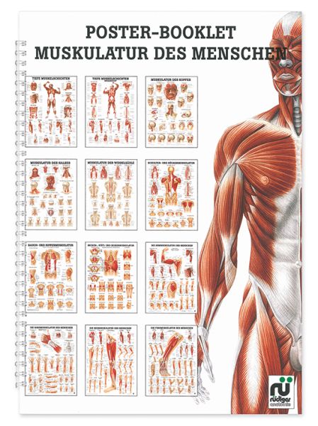 Mini-Poster Booklet: Muskulatur 0