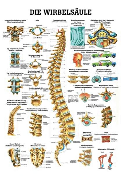anat. Lehrtafel: Die Wirbelsäule 70 x 100 cm