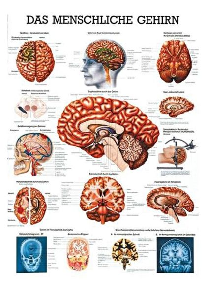 anat. Lehrtafel: Das menschliche Gehirn 70 x 100 cm
