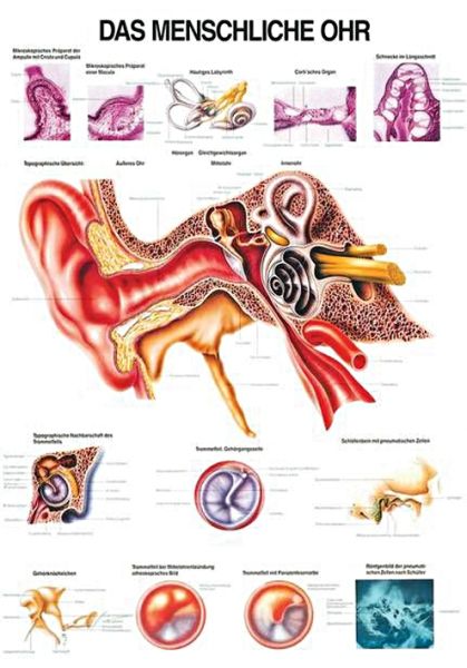 anat. Lehrtafel: Das menschliche Ohr 70 x 100 cm