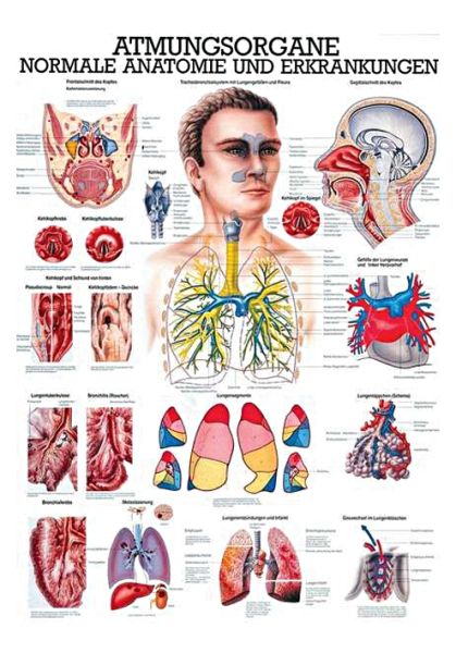 anat. Lehrtafel: Die Atmungsorgane 70 x 100 cm