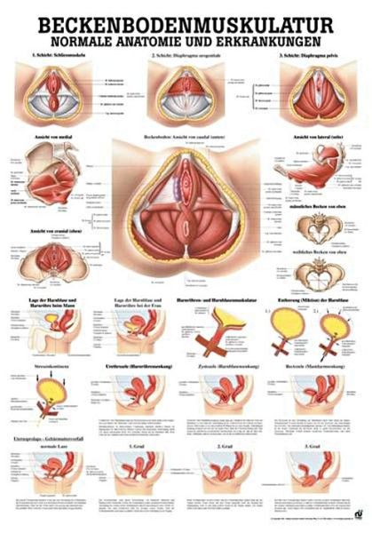 anat. Lehrtafel: Beckenbodenmuskulatur 70 x 100 cm