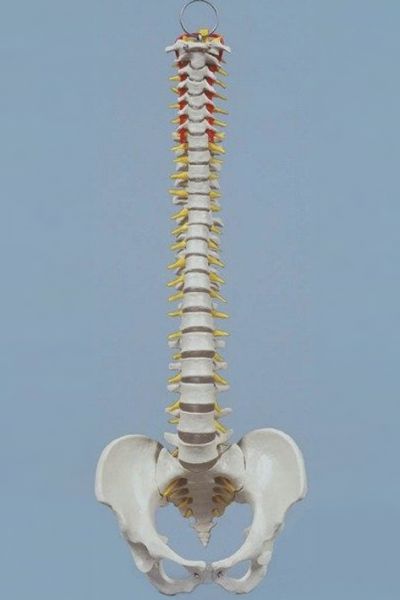 Mini-Wirbelsäule mit Stativ 0