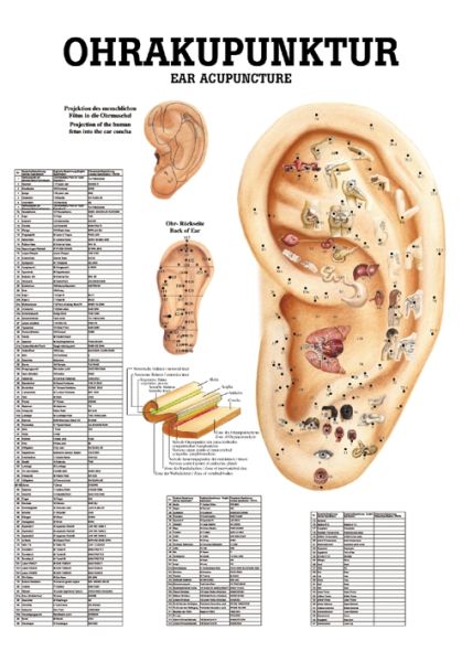 anat. Mini-Poster: Ohrakupunktur 24 x 34 cm