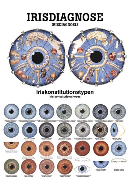 anat. Poster: Irisdiagnose 50 x 70 cm