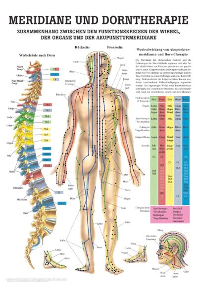 anat. Mini-Poster: Dorntherapie und Meridiane