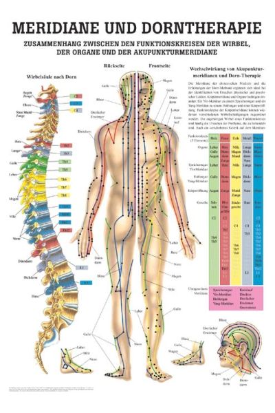 anat. Lehrtafel: Dorntherapie und Meridiane