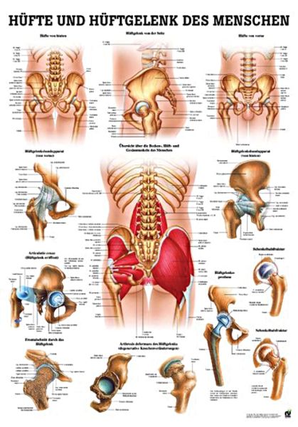 anat. Lehrtafel: Hüfte & Hüftgelenk 70 x 100 cm