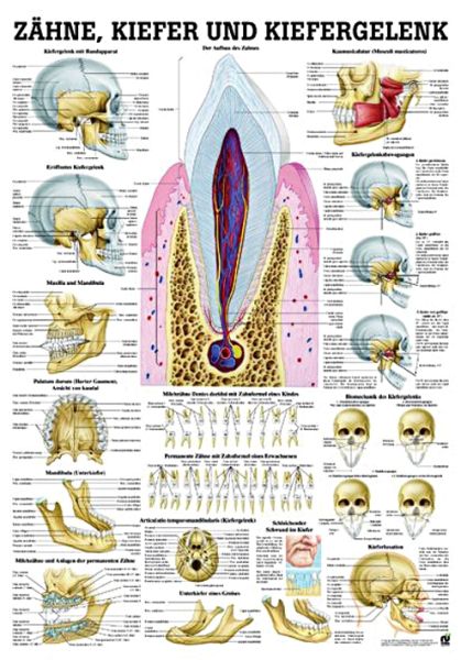 anat. Lehrtafel: Zähne & Kiefergelenk 70 x 100 cm