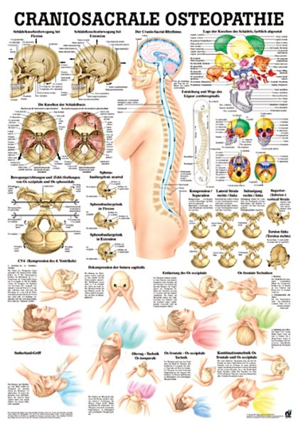 anat. Lehrtafel: Craniosacrale Osteopathie 70 x 100 cm
