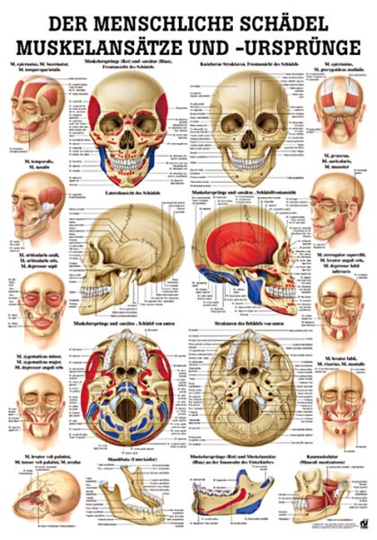 anat. Lehrtafel: Muskelansätze & Ursprünge am Schädel 70 x 100 cm