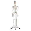 Schulskelett ''Oscar'' 0
