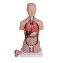 Miniatur Torso 16-teilig, zweigeschlechtig