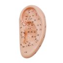 Akupunkturmodell Ohr 0