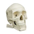 Homo-Schädel -zur Zeit nicht lieferbar-