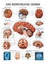 anat. Lehrtafel: Das menschliche Gehirn 70 x 100 cm