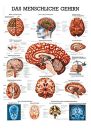 anat. Lehrtafel: Das menschliche Gehirn 70 x 100 cm