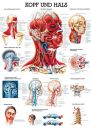 anat. Lehrtafel: Kopf und Hals 70 x 100 cm