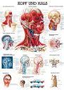 anat. Lehrtafel: Kopf und Hals 70 x 100 cm
