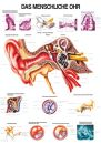 anat. Lehrtafel: Das menschliche Ohr 70 x 100 cm